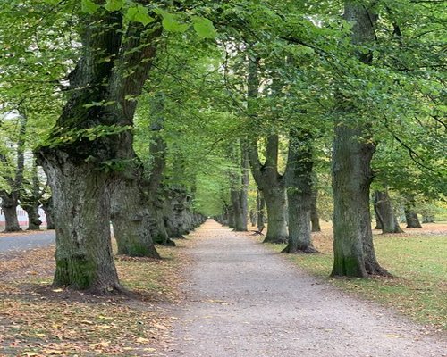 A long gravel walking path lined with mature green trees inside a quiet Warsaw city park